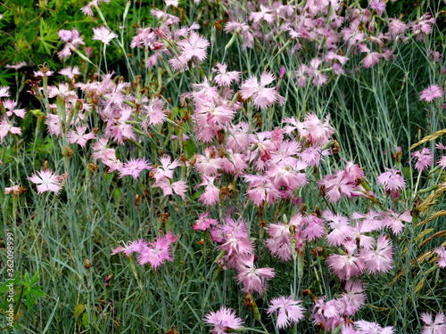 delicate pink fragrant garden cloves on a flower bed