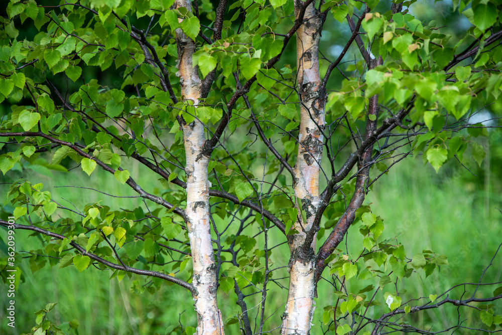 Fragment of young birch trunks with green leaves. Nature. Russian landscape Fragment of young birch trunks with green leaves. Nature. Russian landscape