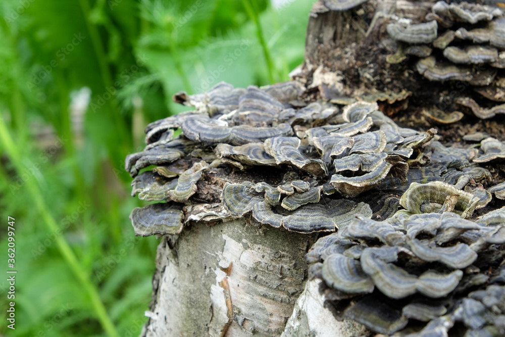 mushrooms on a tree trunk shallow depth of field, trunk with mushrooms, photo of mushrooms on tree trunk in forest, many mushrooms on the stump, stray growths on the trunk mushrooms on a tree trunk shallow depth of field, trunk with mushrooms, photo of mushrooms on tree trunk in forest, many mushrooms on the stump, stray growths on the trunk