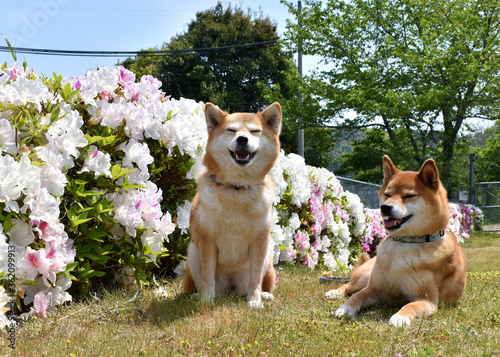 柴犬・ツツジ