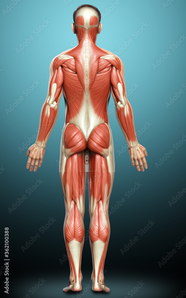 3d rendered medically accurate illustration of a male muscle system 3d rendered medically accurate illustration of a male muscle system