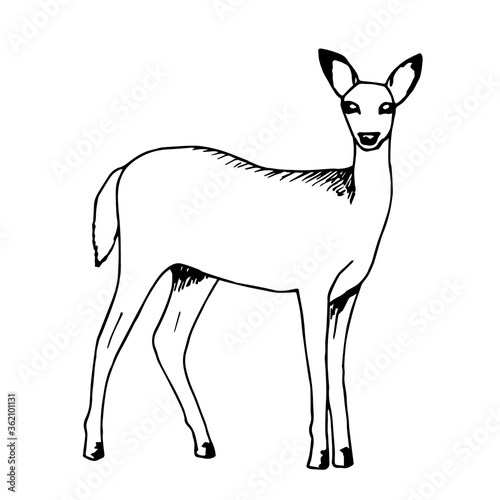 Hand-drawn vector sketch with black outline. White-tailed young deer in full growth side view isolated on a white background. Wild forest animal, nature. Ink drawing.