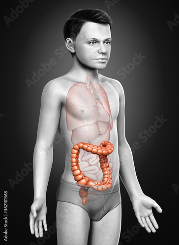 3d rendered, medically accurate illustration of boy large intestine anatomy