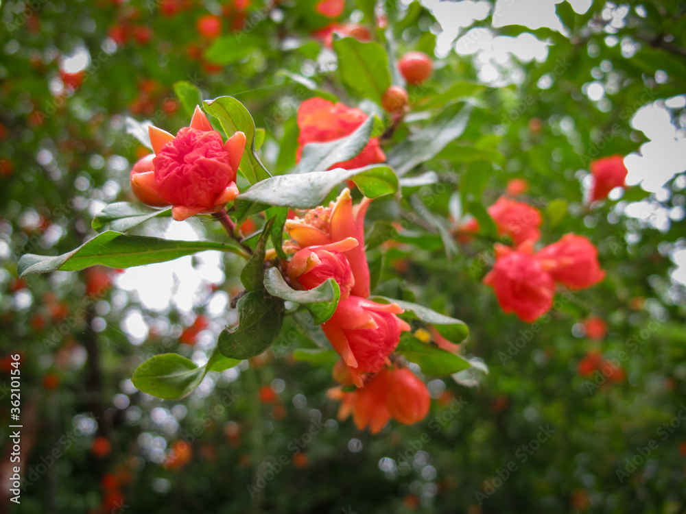 Close up of Bright red pomegranate flowers in spring on blurred background