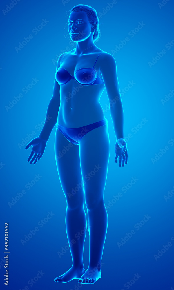 3d rendered illustration of the female body 3d rendered illustration of the female body