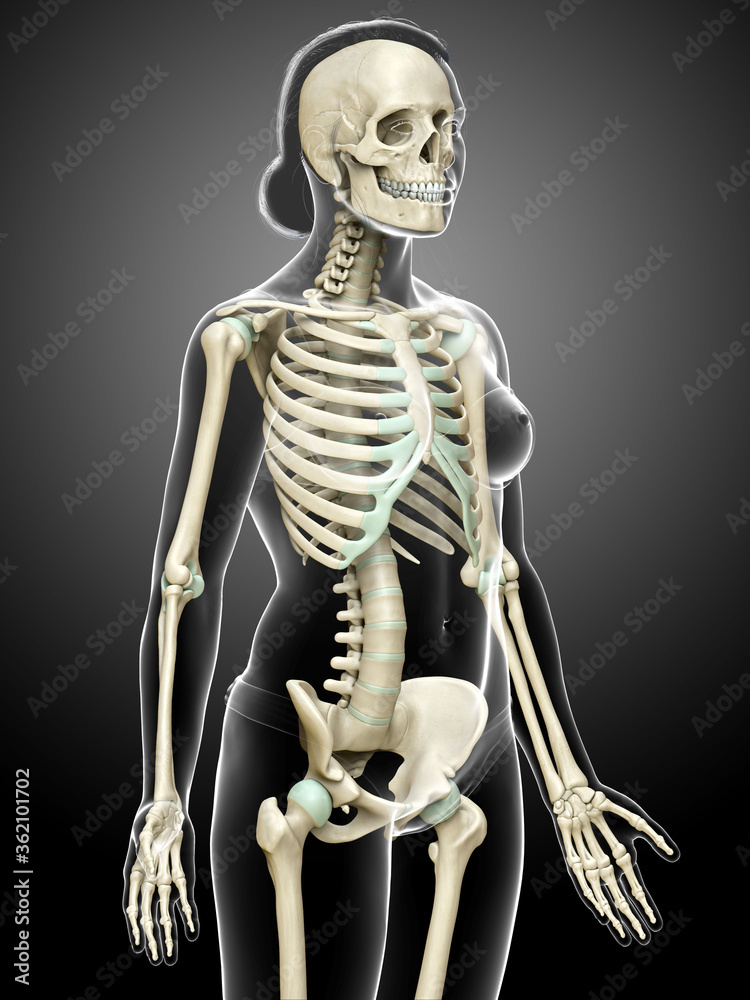 3d rendered, medically accurate illustration of a female skeleton system 3d rendered, medically accurate illustration of a female skeleton system