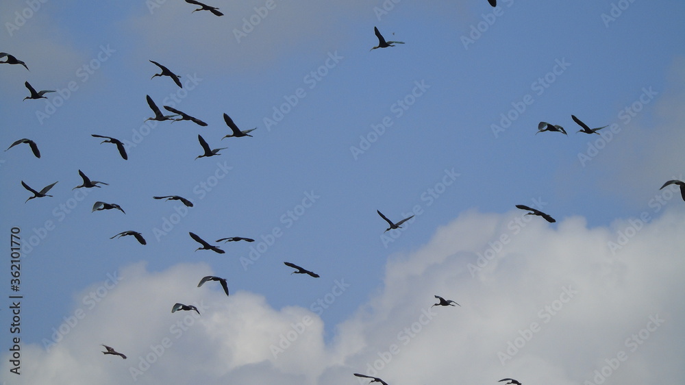 flock of seagulls