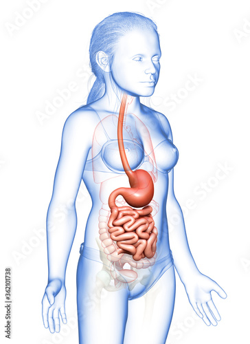 3d rendered, medically accurate illustration of a young girl stomach and small intestine