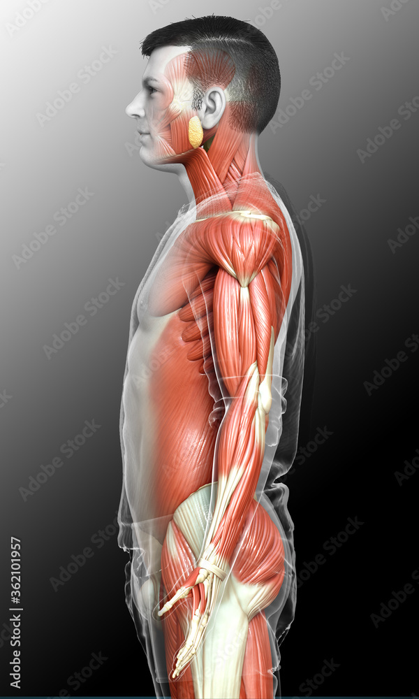 3d rendered medically accurate illustration of a male muscle system 3d rendered medically accurate illustration of a male muscle system