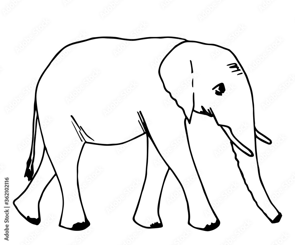 Fototapeta premium elephant isolated on white