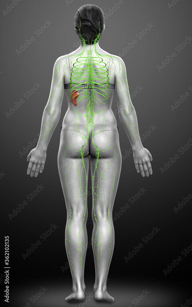 3d rendered medically accurate illustration of a female lymphatic system