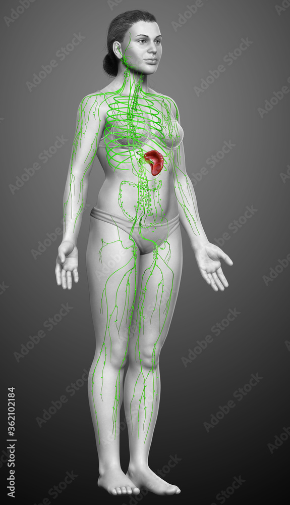 3d rendered medically accurate illustration of a female lymphatic system 3d rendered medically accurate illustration of a female lymphatic system