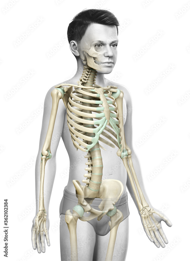 3d rendered, medically accurate illustration of a young boy skeleton system 3d rendered, medically accurate illustration of a young boy skeleton system
