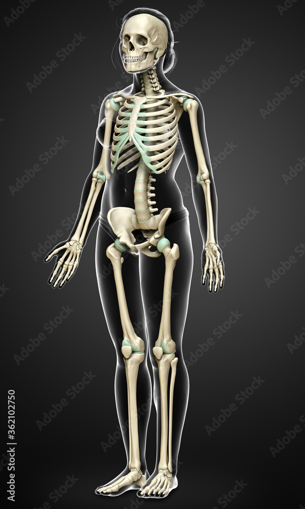 3d rendered, medically accurate illustration of a female skeleton system