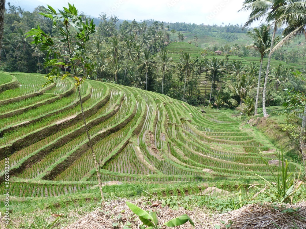 C'est une photo d'une rizière prise à Bali.