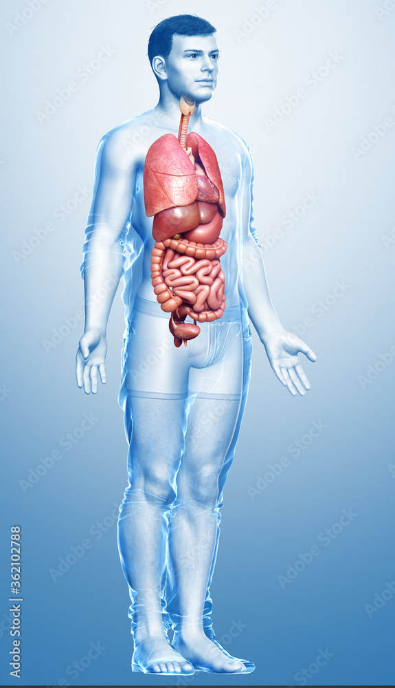 3d rendered medically accurate illustration of male Internal organs 3d rendered medically accurate illustration of male Internal organs