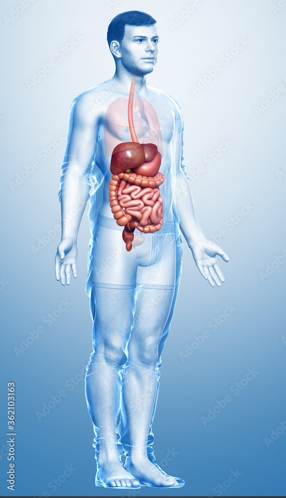 3d rendered medically accurate illustration of male Digestive System 3d rendered medically accurate illustration of male Digestive System