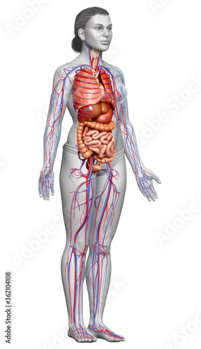 3d rendered medically accurate illustration of the female circulatory system and internal organs