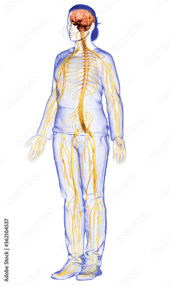 3d rendered medically accurate illustration of a female nervous system 3d rendered medically accurate illustration of a female nervous system