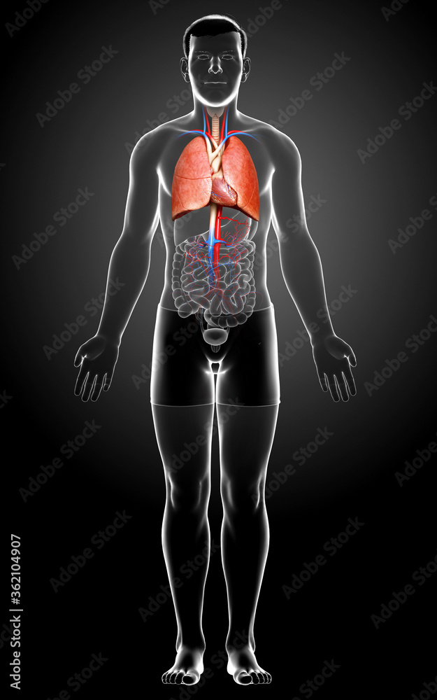 3d rendered, medically accurate illustration of a male lung anatomy 3d rendered, medically accurate illustration of a male lung anatomy