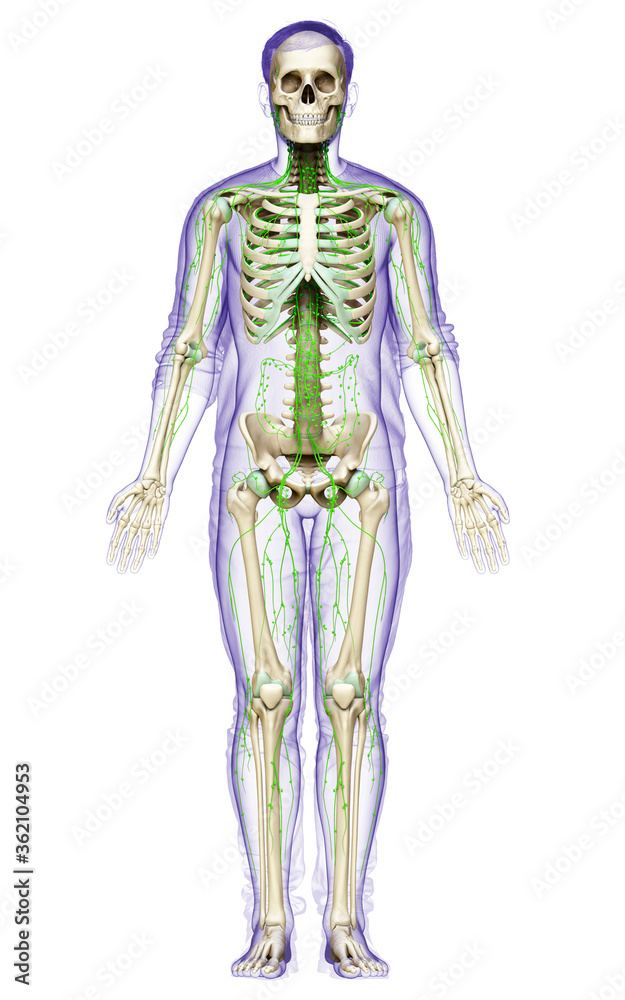 3d rendered medically accurate illustration of a male lymphatic system 3d rendered medically accurate illustration of a male lymphatic system