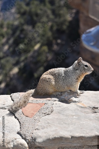 cute Kaibab squirrel posing on wall at the Grand Canyon  photo