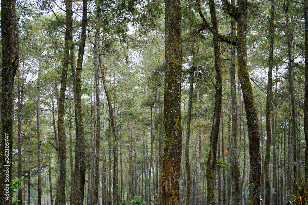 Fototapeta premium Orchid Forest Cikole,Bandung City,Indonesia. Taken On September 2018. visitors cross the wooden bridge to enjoy the beauty of natural forests in Cikole forest during the holiday.