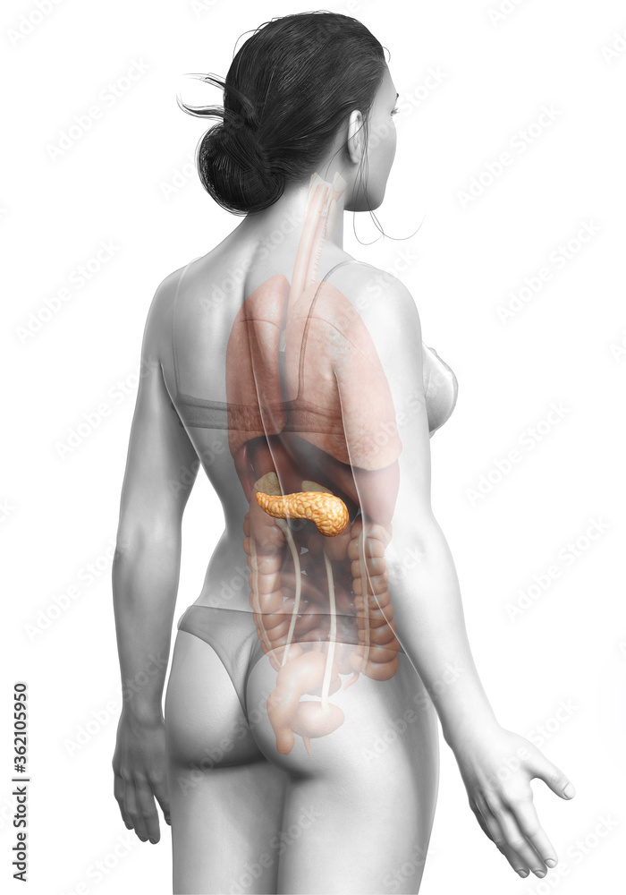 Naklejka premium 3d rendered, medically accurate illustration of a female pancreas