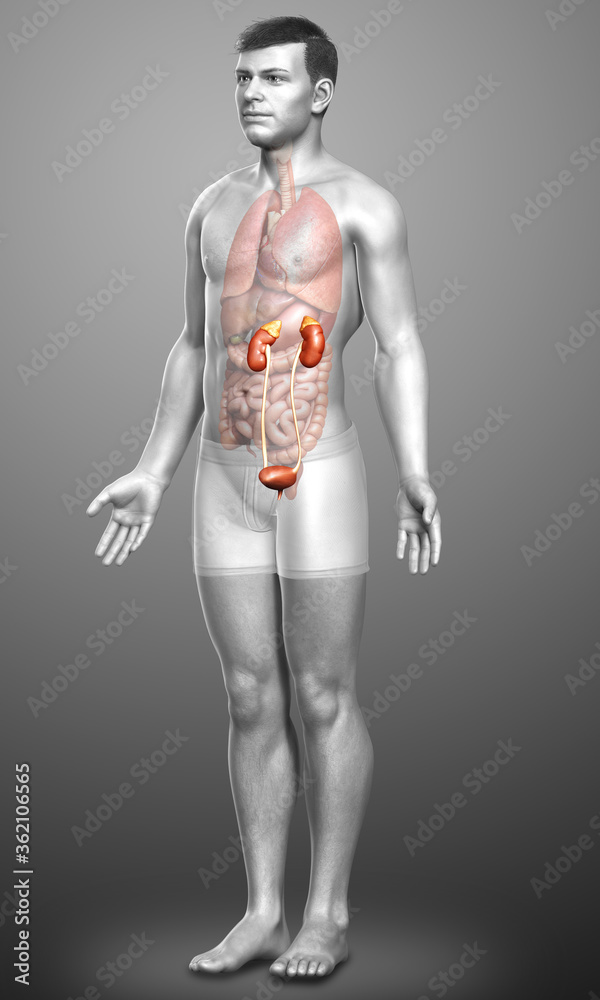 3d rendered, medically accurate illustration of the kidneys 3d rendered, medically accurate illustration of the kidneys
