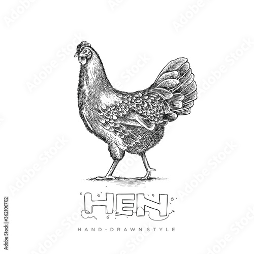 vector hen with hand drawn style, illustration of black and white animal