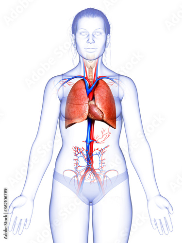 3d rendered, medically accurate illustration of a female lung anatomy photo