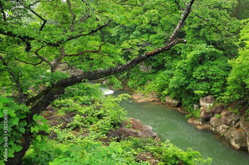 夏の厳美渓