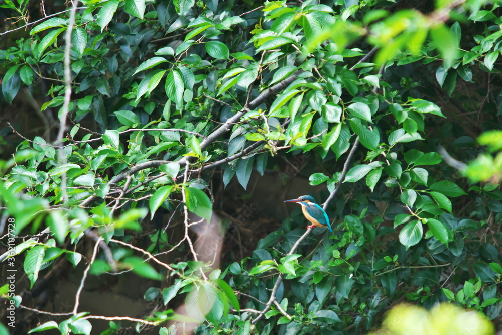 Fototapeta premium カワセミの羽休め