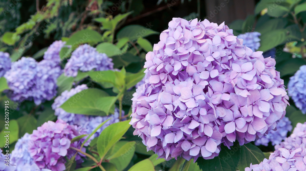 紫陽花　