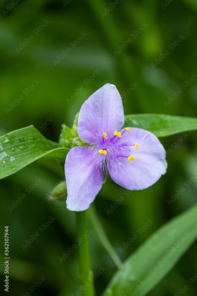 close up of one purple spidewort flower blooming in the garden with green leaves background close up of one purple spidewort flower blooming in the garden with green leaves background