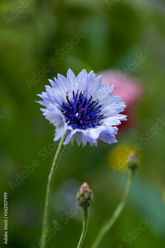 close up of one beautiful purple cornflower blooming in the garden 