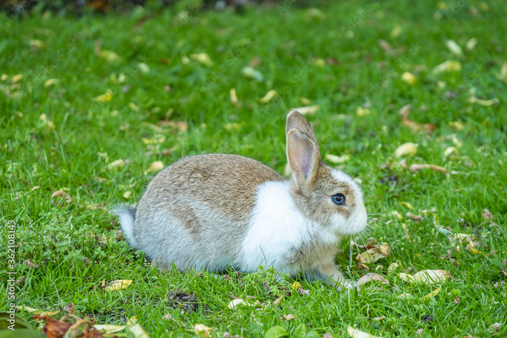 Fototapeta premium side portrait of an adorable brown bunny with white fur on the face and chest area sitting on green grass field
