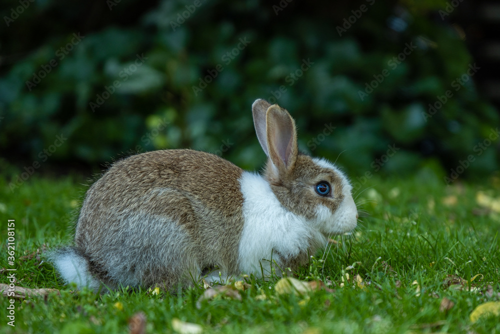 Fototapeta premium side portrait of an adorable brown bunny with white fur on the face and chest area sitting on green grass field
