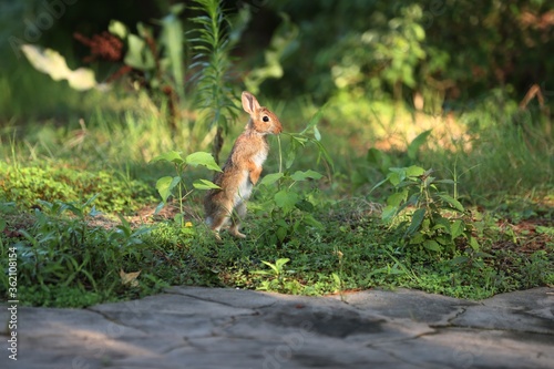 Wild life of rabbit standing and eating grasses