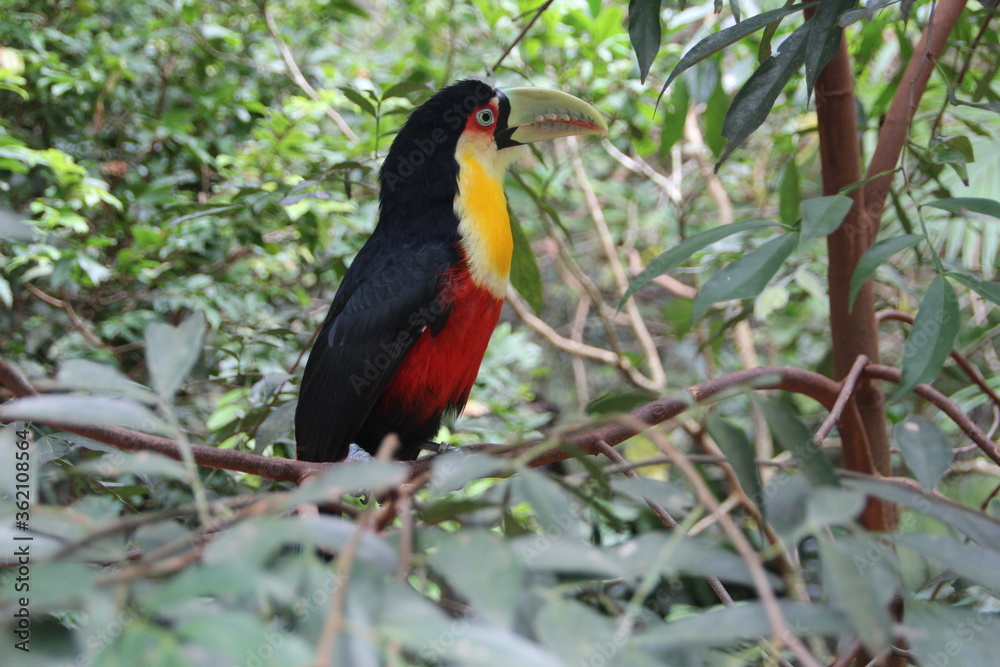 Toucan, Bird Park, Iguassu, Brazil. Toucan, Bird Park, Iguassu, Brazil.