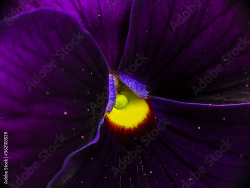 Pansy violet