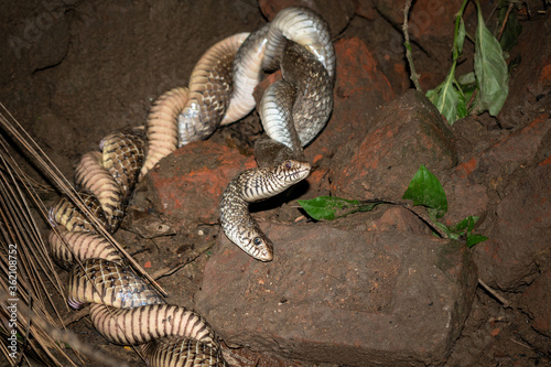 Two Indian snakes are mating in an abandoned place in the dark night photo