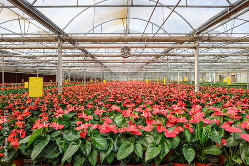 flowers in green house