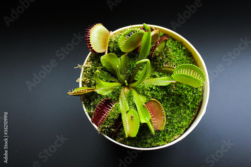 Predatory flower Venus Flytrap in a pot on a black background. Predatory flower Dionaea. Dioanea muscipula. Carnivorous plant photo