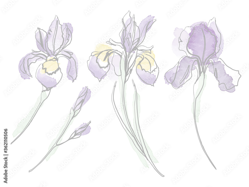 Vector watercolour iris flower set