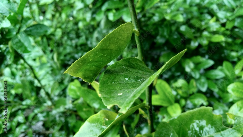 green leaves with water drops, natural wallpaper for advertisement or printing diary cover or page green leaves with water drops, natural wallpaper for advertisement or printing diary cover or page