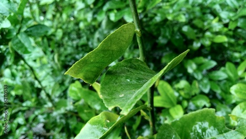 green leaves with water drops, natural wallpaper for advertisement or printing diary cover or page