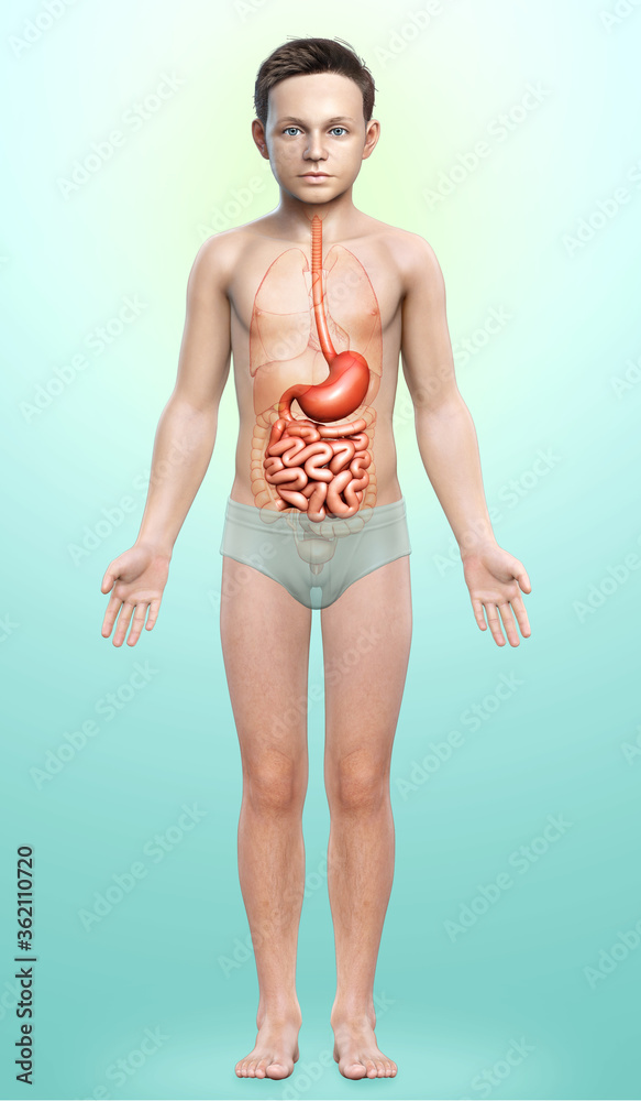 3d rendered, medically accurate illustration of a young boy stomach and small intestine 3d rendered, medically accurate illustration of a young boy stomach and small intestine