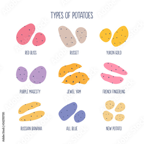 Types of potatoes hand drawn info-graphic illustration isolated on white background.