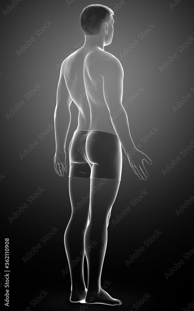 3d rendered illustration of the male body 3d rendered illustration of the male body